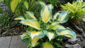 Красивая и контрастная хоста Forbidden Fruit (Форбиден Фрут), в моем саду