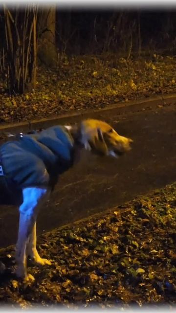 Пряник встречает лису 22-11-2025