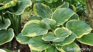 Хоста Кристмас Три (Christmas Tree), самая старая в моем саду