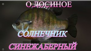 ТРОФЕЙ СОЛНЕЧНИК СИНЕЖАБЕРНЫЙ+ДОРОСОМА СЕВЕРНАЯ!!!ОЗЕРО ЛОСИНОЕ - РУССКАЯ РЫБАЛКА 4