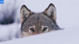 Стая волков охотится на бизона в Йеллоустоуне