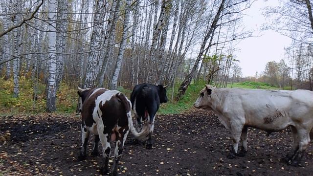 Бычки смотреть онлайн