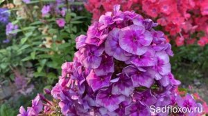 Флокс Венец, селекции В.И. Фетисовой