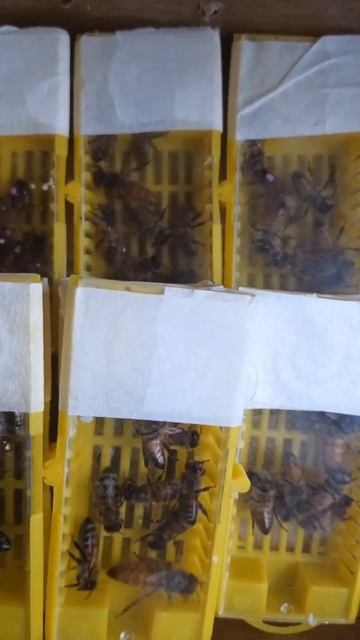 Пение маток Бакфаст #shorts #бакфаст #пчеловодство #мед #пасека смотреть онлайн