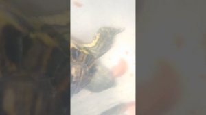 Бронированный крокодил по кличке Рыло получил помидор, подводных съёмок, палец