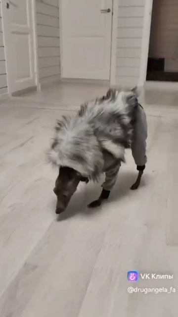 Меховой жилет для собак