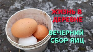 Жизнь в деревне Вечерний сбор яиц Куры меня радуют