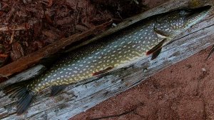 Знакомство с Карелией. Марс атакует. Часть 13