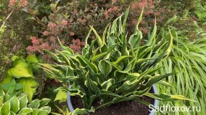 Оригинальная хоста Hands Up (Хендс Ап)