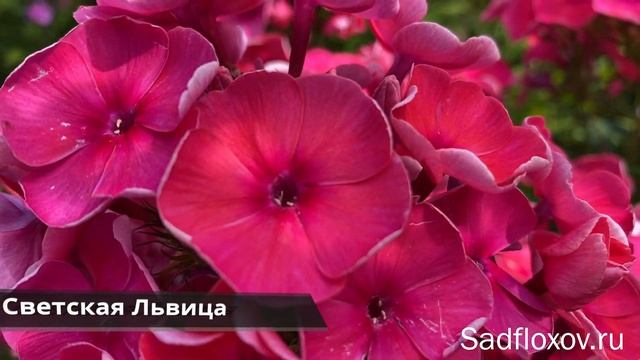 Оранжевые флоксы. Видео из серии Цвета флоксов смотреть онлайн