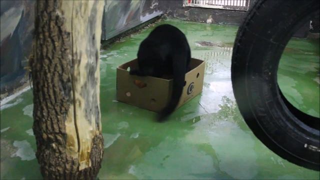 После уборки ягуару Габриэлю положили коробку с тыквами и он их пытается достать 19.11.2025 смотреть онлайн