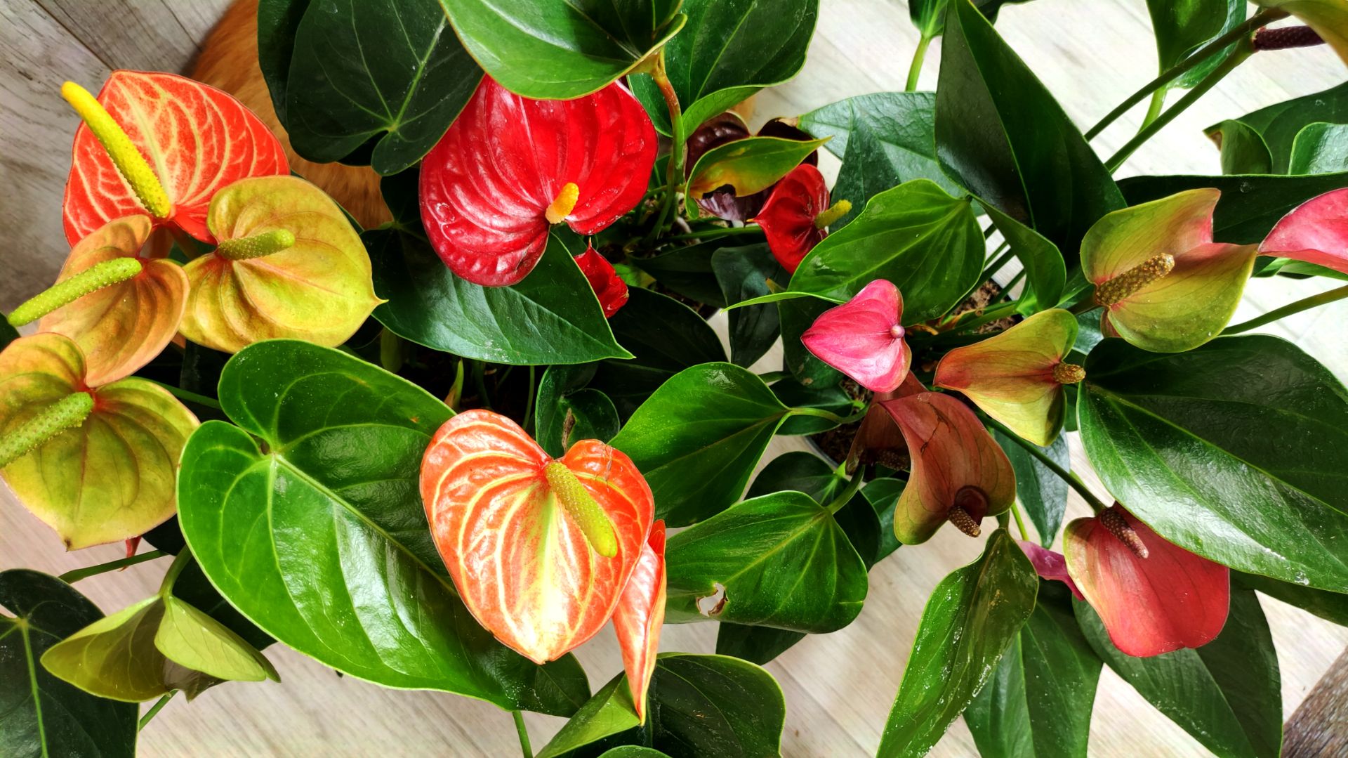 Мало кто знает что АНТУРИУМ обожает этот ГРУНТ смотреть онлайн