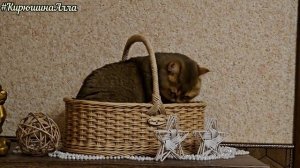 🧹 Корзина из бумажной лозы плетётся, лапки отдыхают 🐾