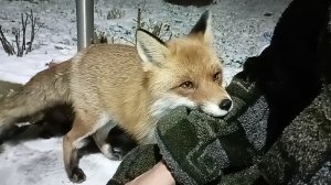 (1176) Лиса приходит в гости. Ноябрь 2025