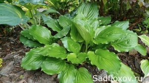 Глянцевая хоста Лейксайд Миднайт Мисс (Lakeside Midnight Miss)