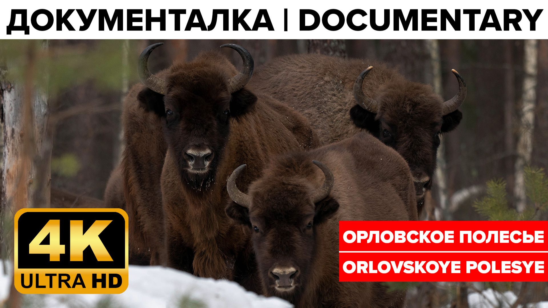 Орловское полесье смотреть онлайн