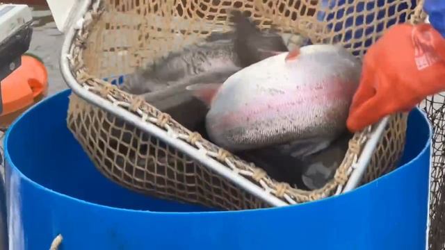 Запуск форели смотреть онлайн