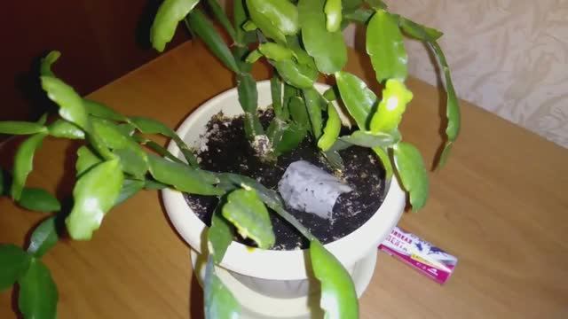 В гостях у Ольги дома