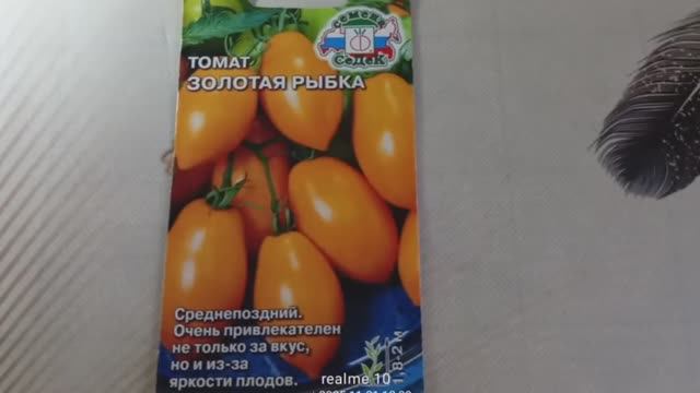 Томат «Золотая рыбка» — яркие желтые сливки для консервации смотреть онлайн