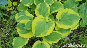 Хоста Карнавал Carnival в моем саду