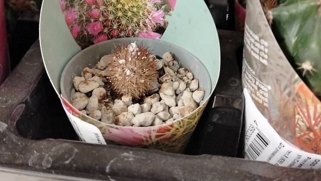 Мучнистый червец на кактусах в московском Ашане 2025 смотреть онлайн