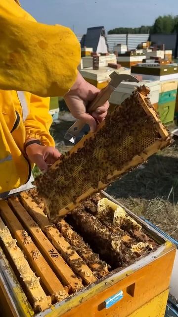 Расширяем семьи #сибирь #бакфаст #шортс #shorts #пчёлы #мёд #пчеловодство #пасека #пчелы #карника смотреть онлайн