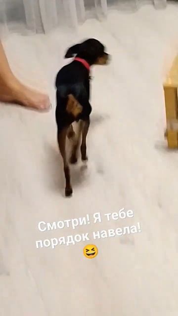 Принимай работу! 🤣 Смешные животные! смотреть онлайн