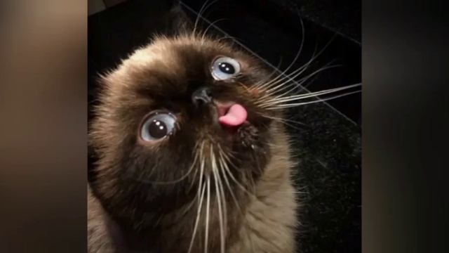 СМЕШНЫЕ  Котики