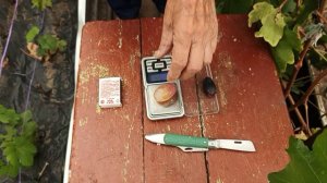 Версилия селекции Донского казачества на участке Шульгинова В.Н.