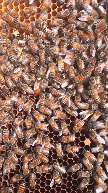 Маточка Бакфаст #сибирь #бакфаст #шортс #shorts #пчёлы #мёд #пчеловодство #пасека #пчелы смотреть онлайн