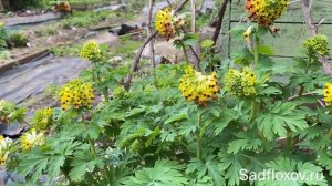 Хохлатка благородная в моем саду