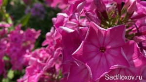 Звездчатый флокс Братья Славяне, моей селекции