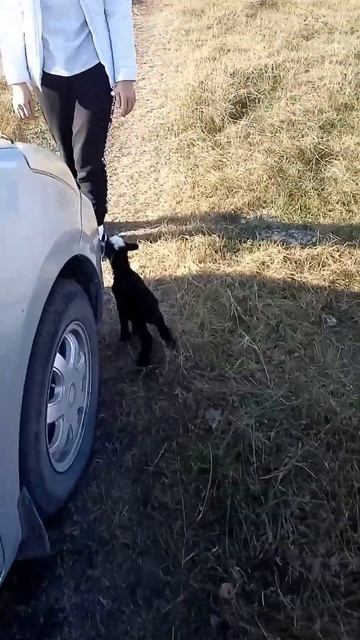 Барашек прибежал на пасеку #shorts #пчеловодство смотреть онлайн