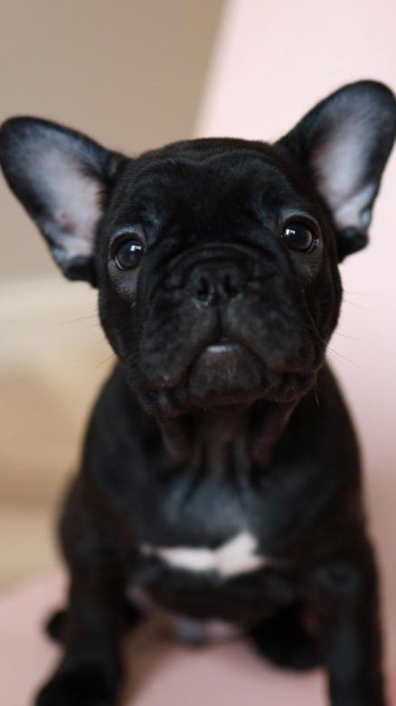 Бульки. смотреть онлайн