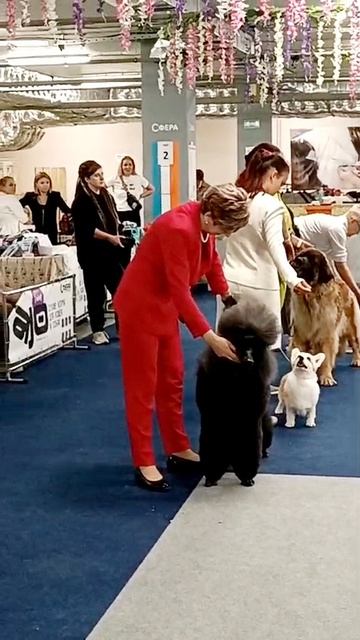 Национальная выставка отдельных групп пород ранга САС. Выставка САС 9 группы 