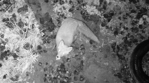 Медведь Мансур спит, а лиса пришла в гости 🐻🦊