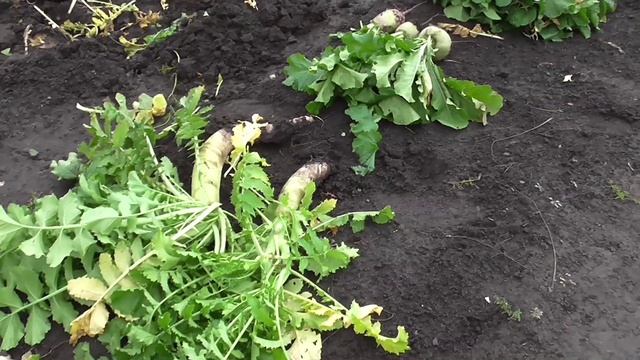 Редька очень полезна