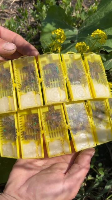 Матки 2024 готовы к отправке #сибирь #бакфаст #шортс #shorts #пчёлы #мёд #пчеловодство #пчелы смотреть онлайн