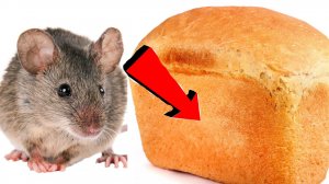 Как избавиться от мышей за 3 миллисекунды!