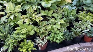 Моя хостовая поляна