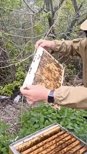 Своя вощина лучше #сибирь #бакфаст #шортс #shorts #пчёлы #мёд #пчеловодство #пасека #пчелы #карника смотреть онлайн