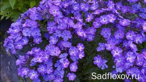 Флокс Светлячок, селекции Елены Константиновой