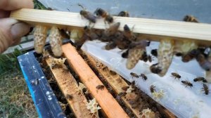 Маточное молочко-крепкое здоровье