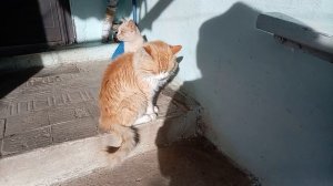 Я все таки это сделала !🍂🍁🍃 Дзен без оповещения выключил монетизацию ! Юг России🌴.