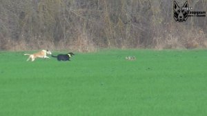 Охота на зайца с собаками сезон 2025-2026г (20 часть )