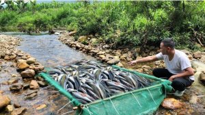 Куча рыбы в луже, строим ловушку.