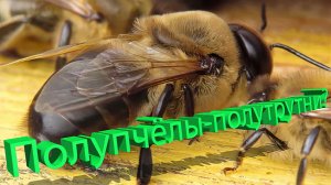 Кто такие полупчёлы-полутрутни? Объясняет профессор Кашковский