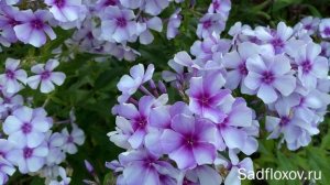 Флокс Северное Сияние, селекции Е.Ф. Куликова