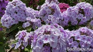 Флокс Вера Холодная, моей селекции