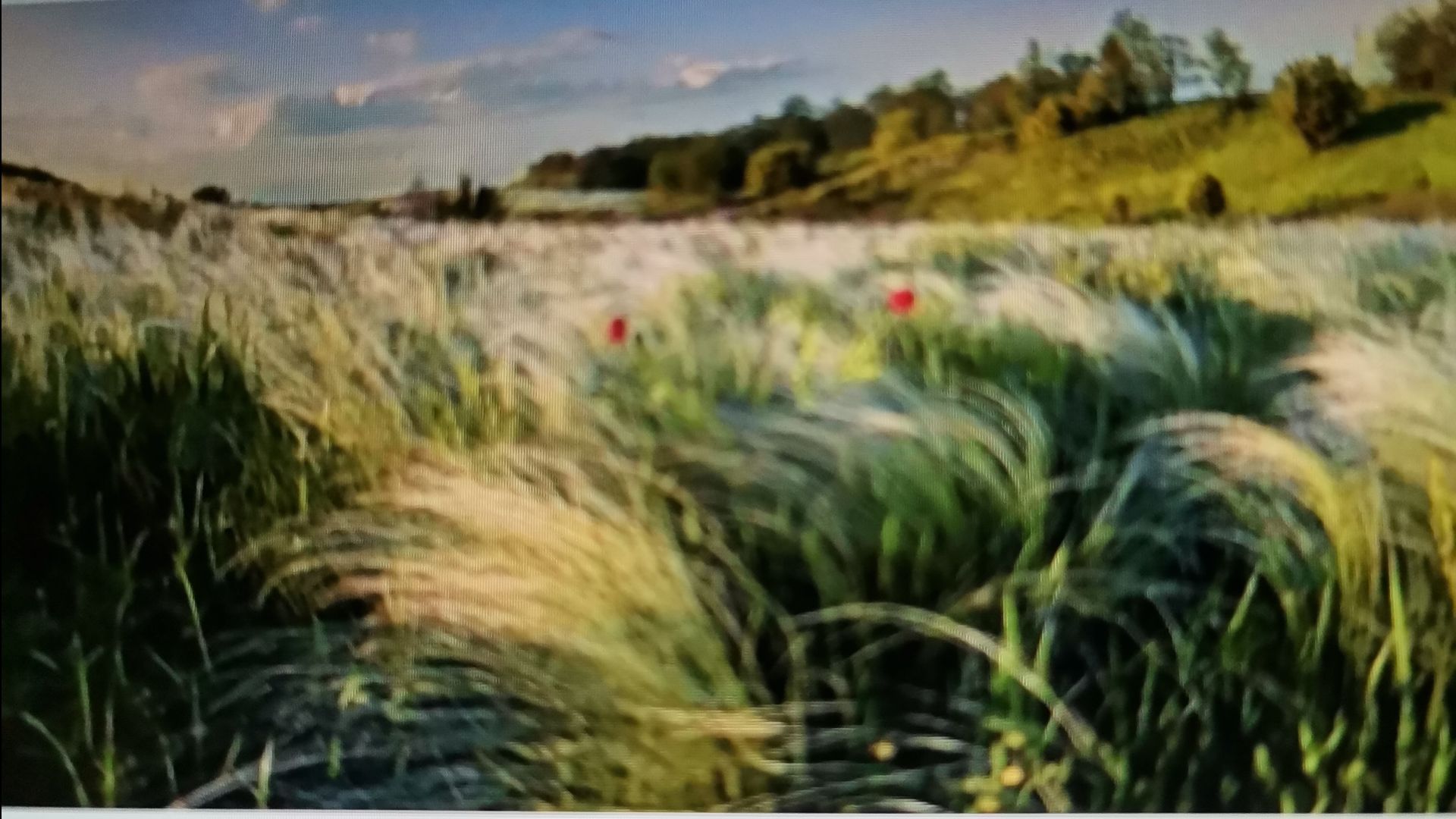 Ковыль, ковылёчик смотреть онлайн